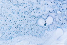 A heart and stars in a frozen lake in Iceland. Aerial photo captured with a camera drone (Phantom) by Paul Oostveen.