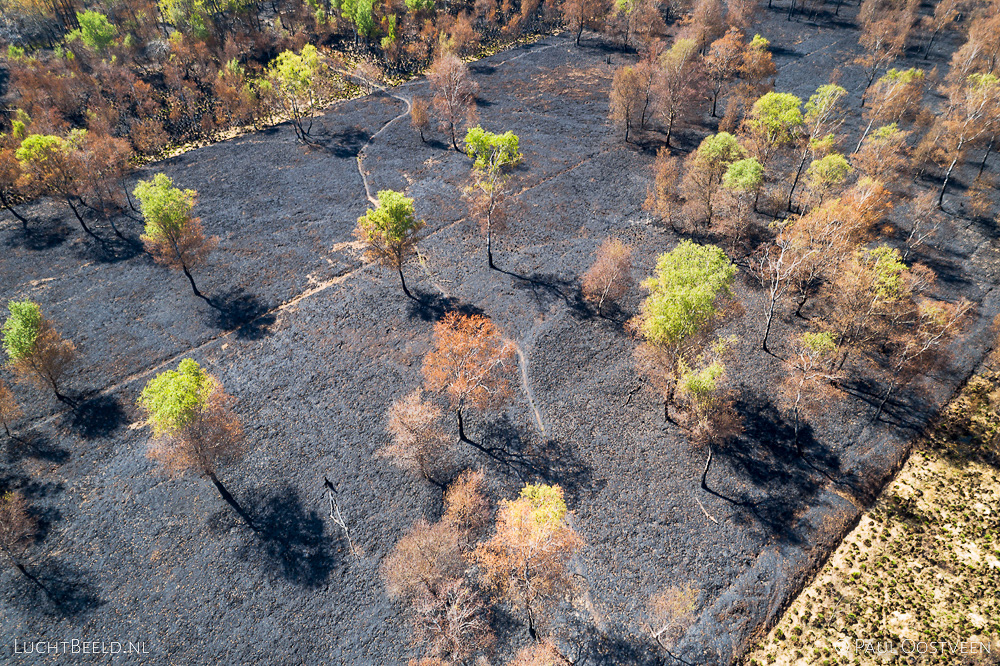 Verbrande bomen in Deurnese Peel na de grote brand van april 2020 - luchtfoto gemaakt met een drone.