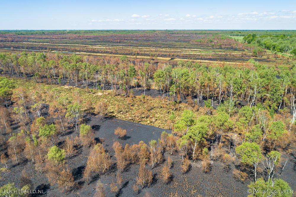 Verbrande bomen in Deurnese Peel na de grote brand van april 2020 - luchtfoto gemaakt met een drone.