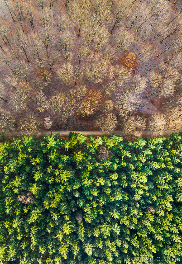 Amerongse Berg in nationaal park Utrechtse Heuvelrug (dronefoto: Paul Oostveen)