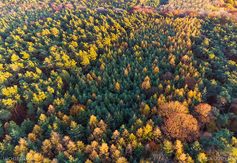 Avondlicht over gemengd bos met herstkleuren in het  Munningsbos in Limburg
