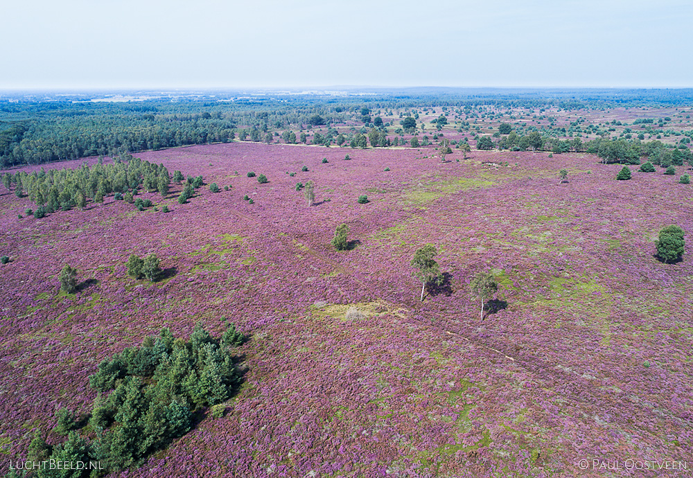 Bloeiende hei op de Sallandse Heuvelrug. Luchtfoto gemaakt met een camera drone (Phantom).