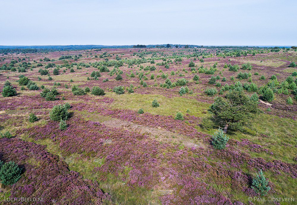 Bloeiende hei op de Sallandse Heuvelrug. Luchtfoto gemaakt met een camera drone (Phantom).