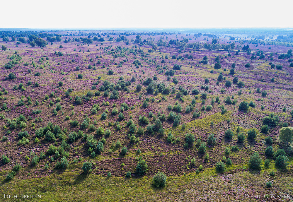 Bloeiende hei op de Sallandse Heuvelrug. Luchtfoto gemaakt met een camera drone (Phantom).