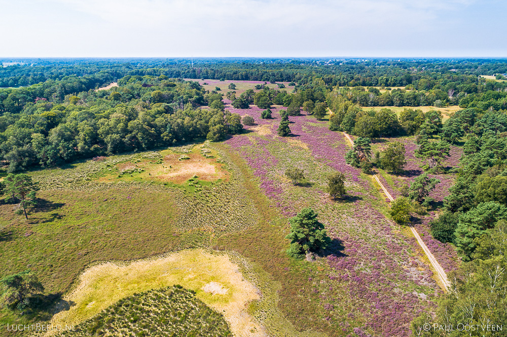 Bloeiende hei in het Buurserzand in Twente. Luchtfoto gemaakt met een drone.