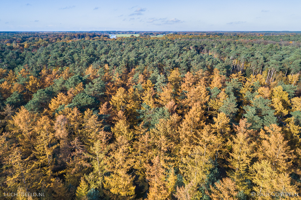 Lariksen in de herfst op Landgoed Junne in het Vechtdal. Luchtfoto gemaakt met een drone.