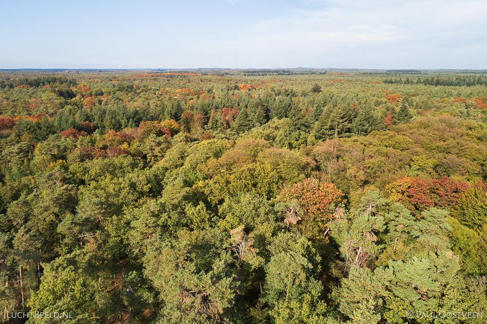 Bossen van Austerlitz op de Utrechtse Heuvelrug in de herfst. Luchtfoto gemaakt met een drone.