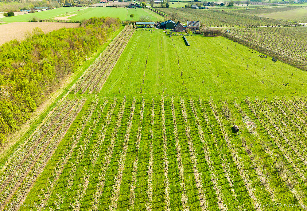 Boomgaarden in de West-Betuwe (luchtfoto door Paul Oostveen)