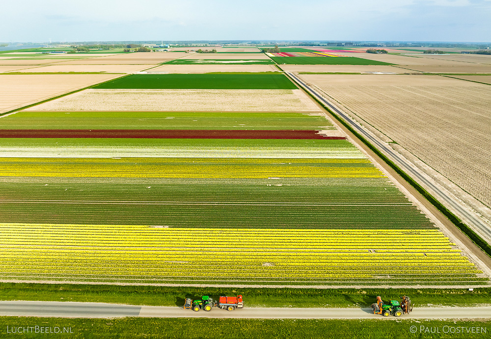 Bloeiende bollenvelden en tractors in Noordoostpolder (luchtfoto: Paul Oostveen)