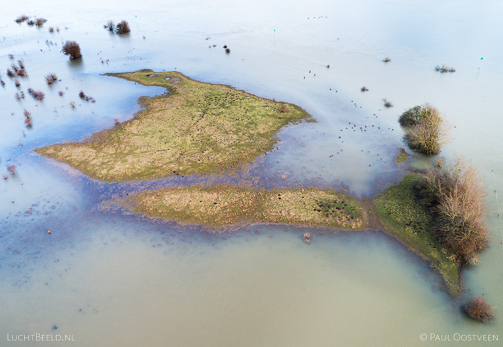Hoger gelegen grasland in ondergelopen uiterwaarden van de IJssel. Luchtfoto gemaakt met een drone door Paul Oostveen.