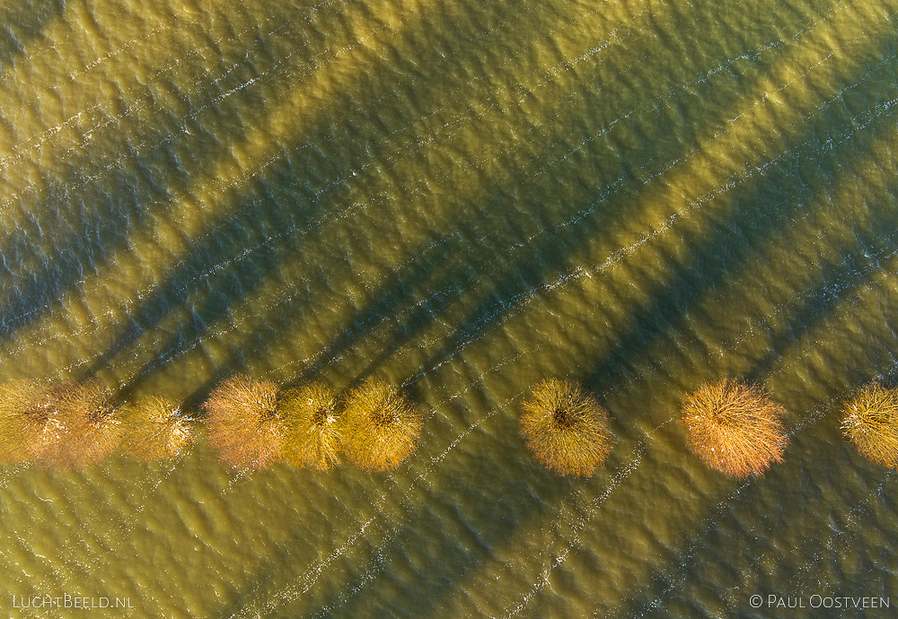 Abstracte top-down luchtopname van bomen en hun schaduwen in hoogwater