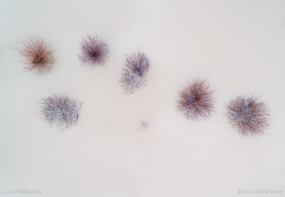 Bomen in het water in ondergelopen uiterwaarden langs de IJssel. Luchtfoto gemaakt met een drone.