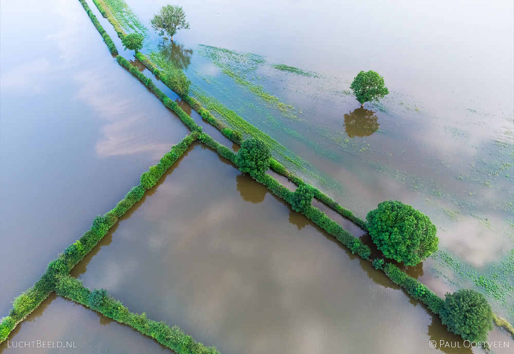 Luchtfoto van bomen in ondergelopen uiterwaarden langs de Maas tijdens hoogwater in de zomer
