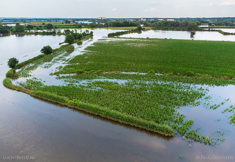 Hoogwater-in-de-zomer-mais-Maas-M2_00179.jpg
