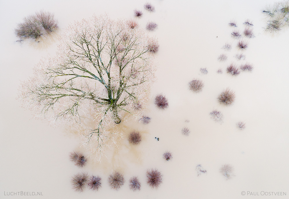 Bomen in het water in ondergelopen uiterwaarden langs de IJssel. Luchtfoto gemaakt met een drone.