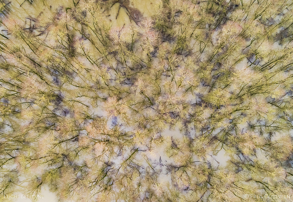 Luchtfoto van ooibos  in ondergelopen uiterwaarden in de Waal tijdens hoogwater. Eervolle vermelding bij Groene Camera 2021. Luchtfoto gemaakt met een drone.