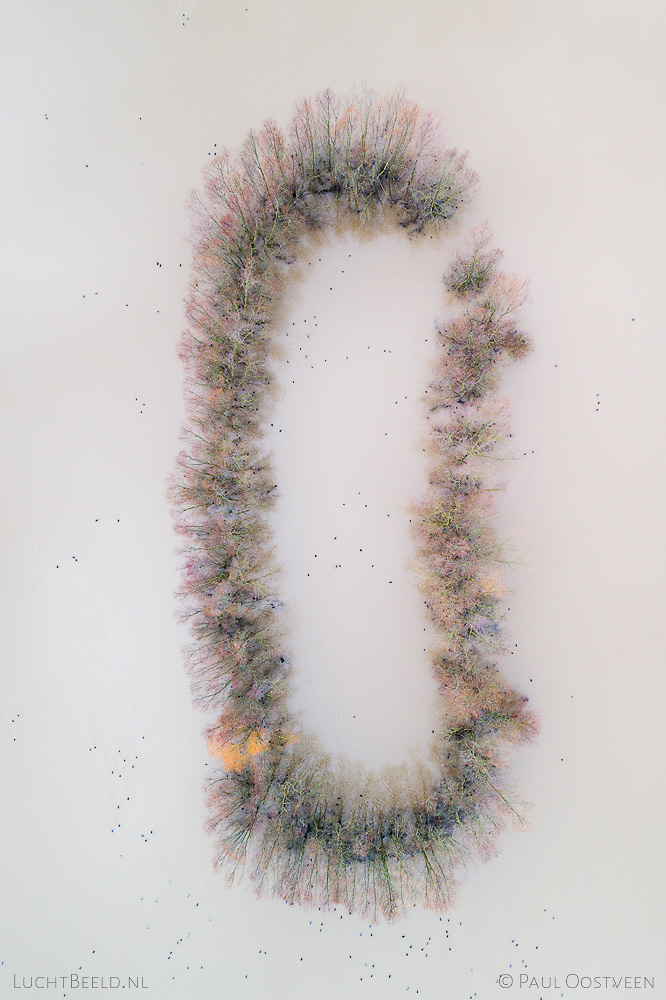 Bomen in hoogwater in ondergelopen uiterwaarden langs de IJssel. Winnende foto categorie Landschap in de Lowland Photo Contest 2018. Luchtfoto gemaakt met een drone.