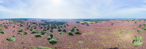 Bloeiende hei op de Sallandse Heuvelrug - 360 graden drone panorama captured by Paul Oostveen with camera drone