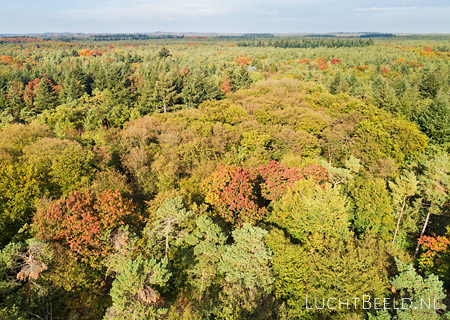 Stock foto's van gemengd bos in de herfst in boswachterij Austerlitz