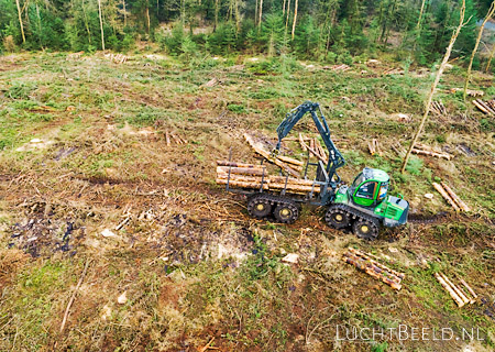 Stock foto's van het opstapelen van boomstammen wegens bosbeheer