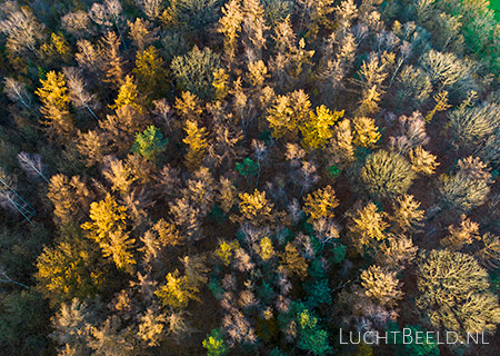 Stock foto's Dennendijkse Bossen bij Asten