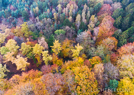 Stock foto's van het Groesbeekse Bos in de herfst
