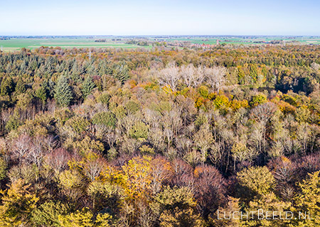 Stock foto's van het Kuinderbos in de herfst