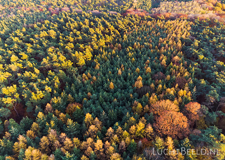 Stock foto's van het Munningsbos tijdens de herfst