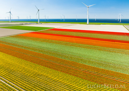 Stock foto's van het windmolens en tulpenvelden in de Noordoostpolder