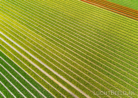 Stock foto's van diverse tulpenvelden