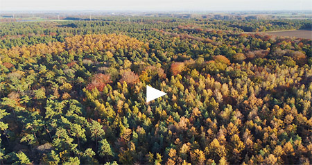 Video herfstkleuren in Annendaalsbos