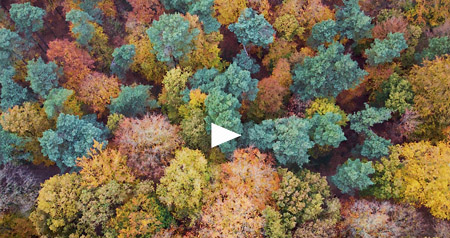 Video Groesbeekse Bos in herfstkleuren