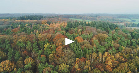 Video herfstbossen en heuvels tussen Berg en Dal en Groesbeek