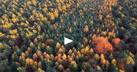 Video herfst in het Munningsbos