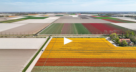 Video bloeiende tulpenvelden en akkerland Noordoostpolder