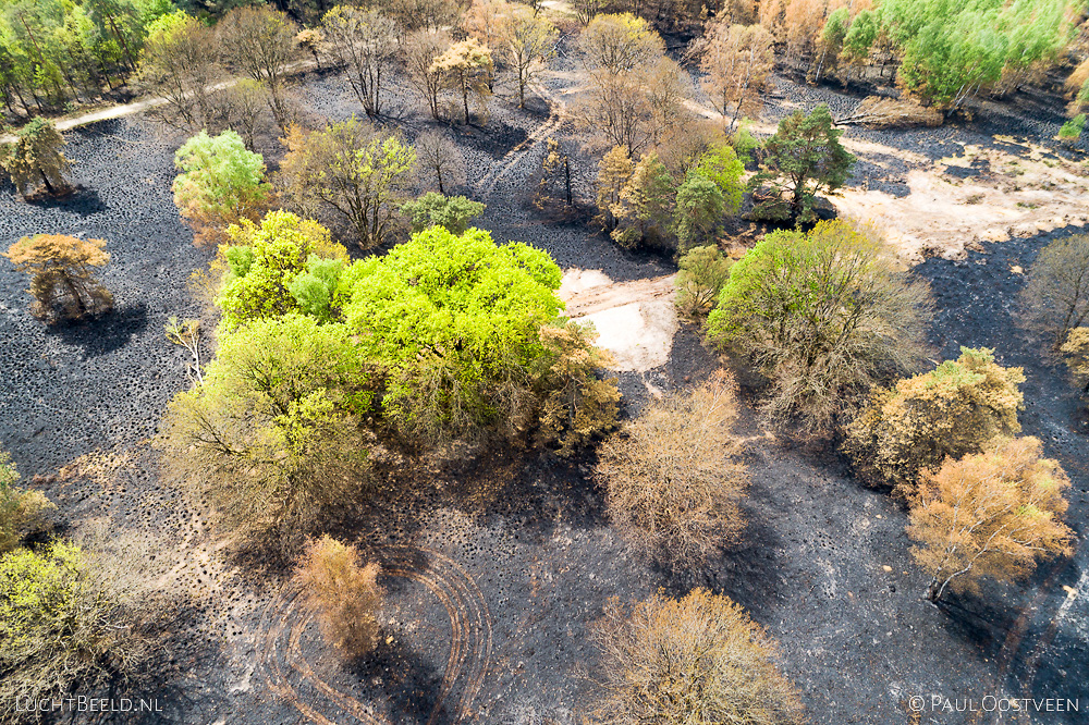 Verbrande bomen en heide in de Meinweg na de grote brand van april 2020 - luchtfoto gemaakt met een drone.