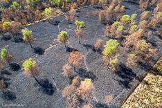Verbrande bomen in Deurnese Peel na de grote brand van april 2020 - luchtfoto gemaakt met een drone.