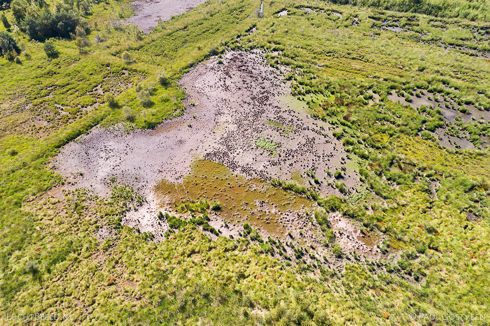 Droog ven in het Haaksbergerveen tijdens de droge zomer van 2018. Luchtfoto gemaakt met een camera drone.