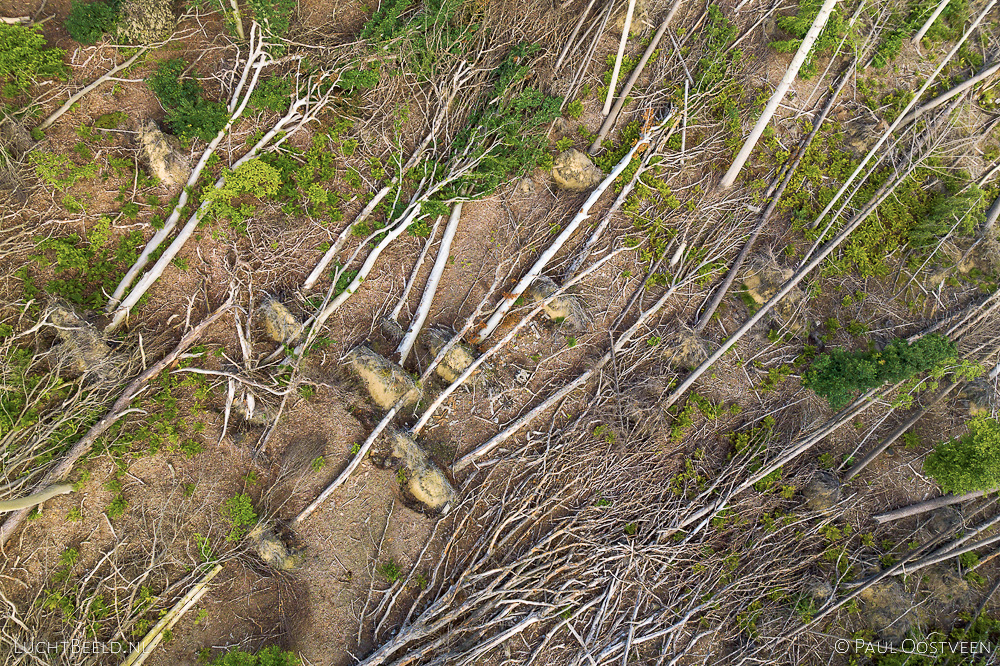 Lombokbos in Leersum een jaar na de valwind (luchtfoto: Paul Oostveen)