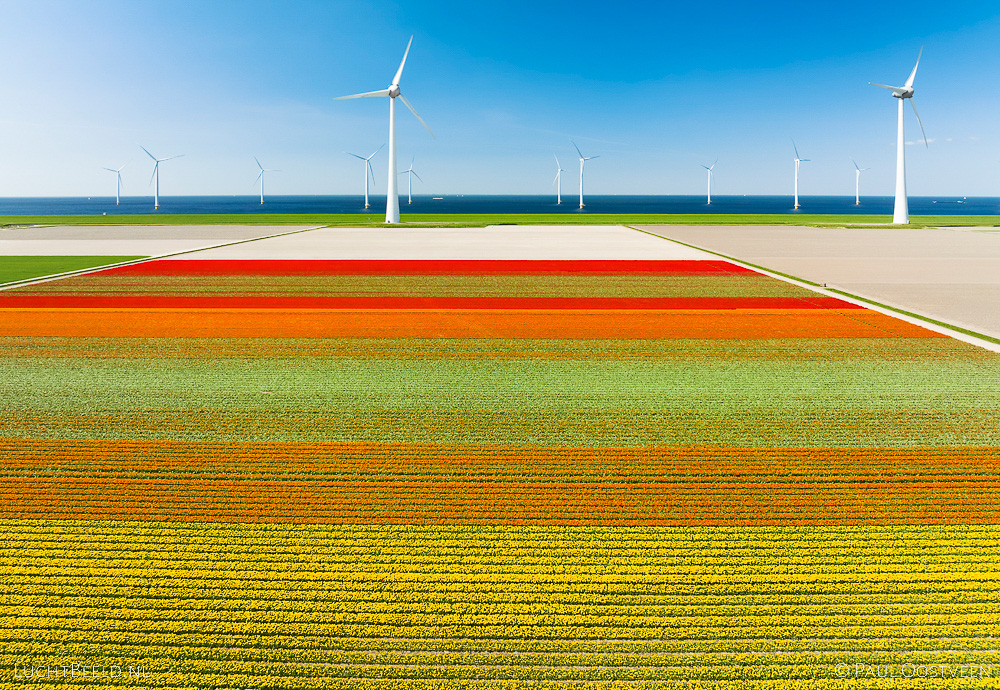 Bollenvelden en windmolens in de Noordoostpolder (luchtfoto door Paul Oostveen)