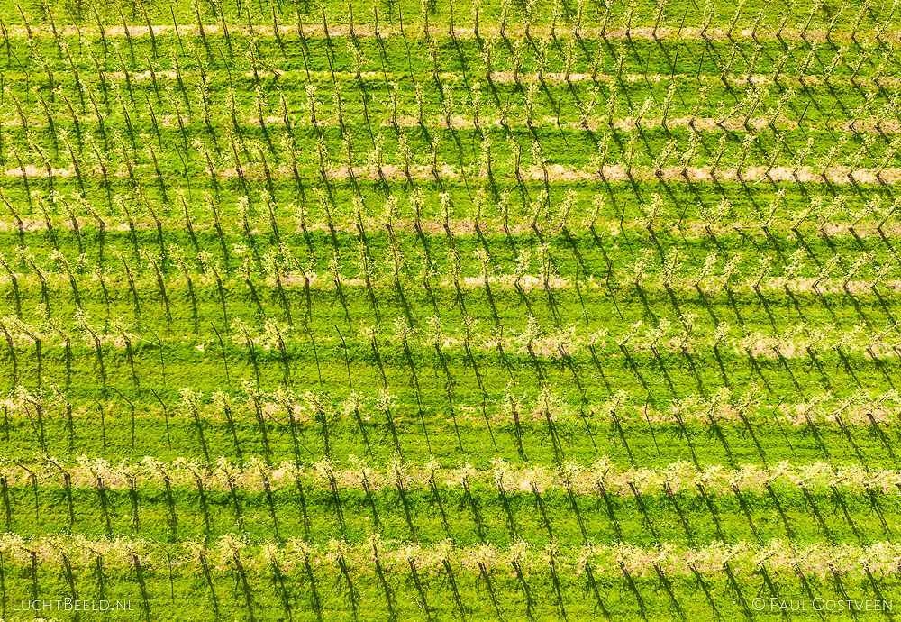 Boomgaard in de Betuwe, in de lente vanuit de lucht (dronefoto Paul Oostveen)