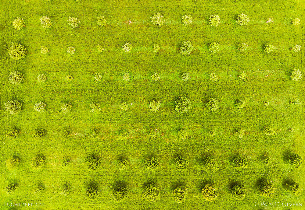 Boomgaard in Zuid-Limburg vanuit de lucht (dronefoto door Paul Oostveen)