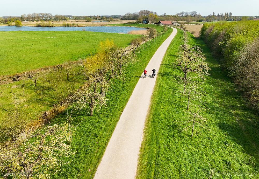 Fietsers op dijk met fruitbomen in Rumpt in de Betuwe (luchtfoto: Paul Oostveen)