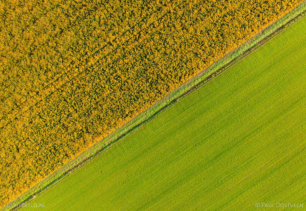 Akker met bloeiende Tagetes en weiland vanuit de lucht (dronefoto: Paul Oostveen)