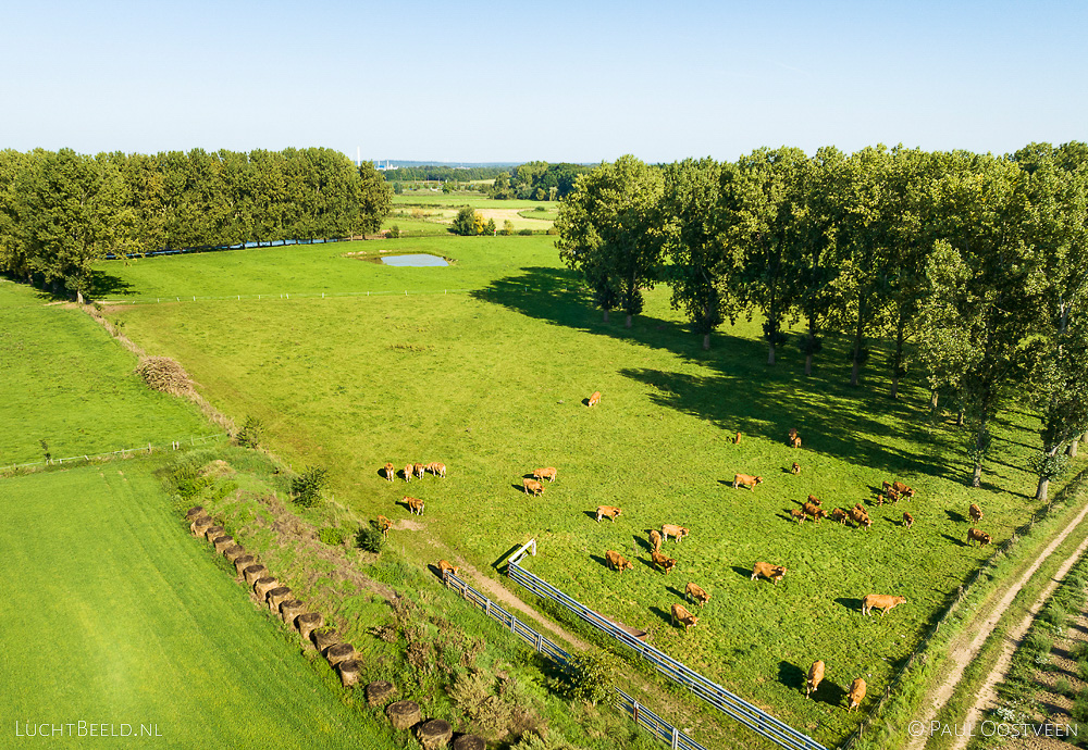 Koeien in weiland en bomen in het Roerdal in Limburg (luchtfoto: Paul Oostveen)