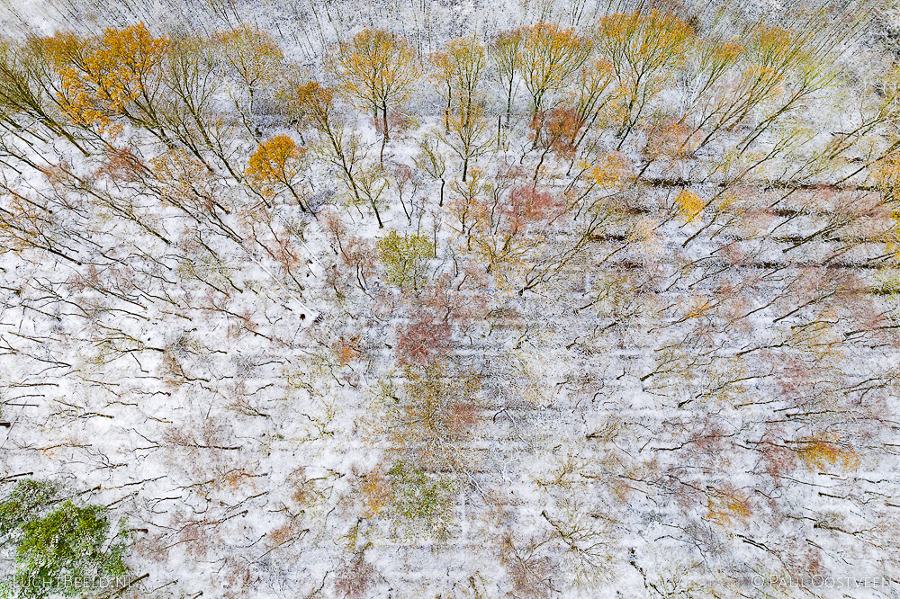 Sneeuw in  bos met herfstkleuren: Witte Bergen in Asten (foto: Paul Oostveen)