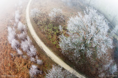 Met rijp bedekte bomen in de winter. Luchtfoto gemaakt met een camera drone (Phantom).